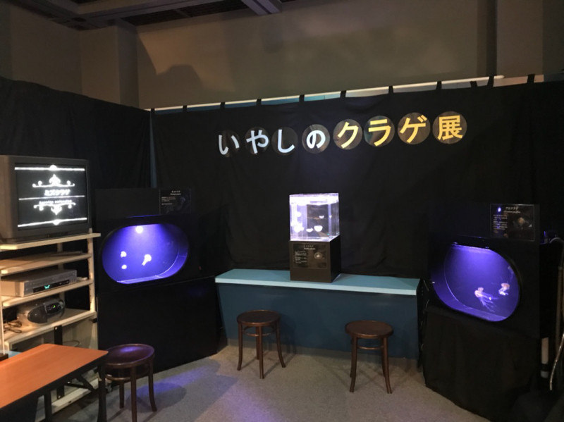 クラゲ展示